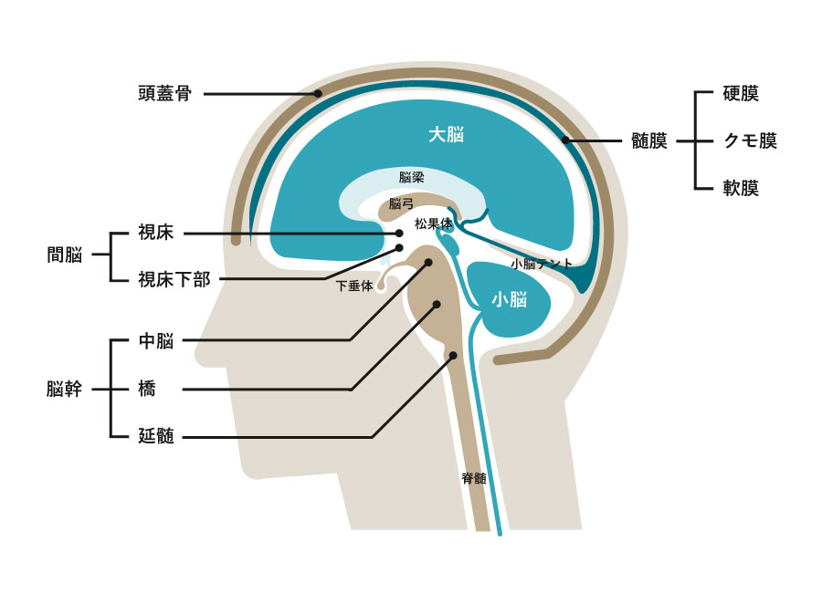頭部・脳の構造